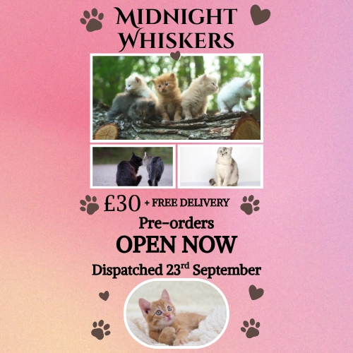 Midnight Whiskers (Pre Order)